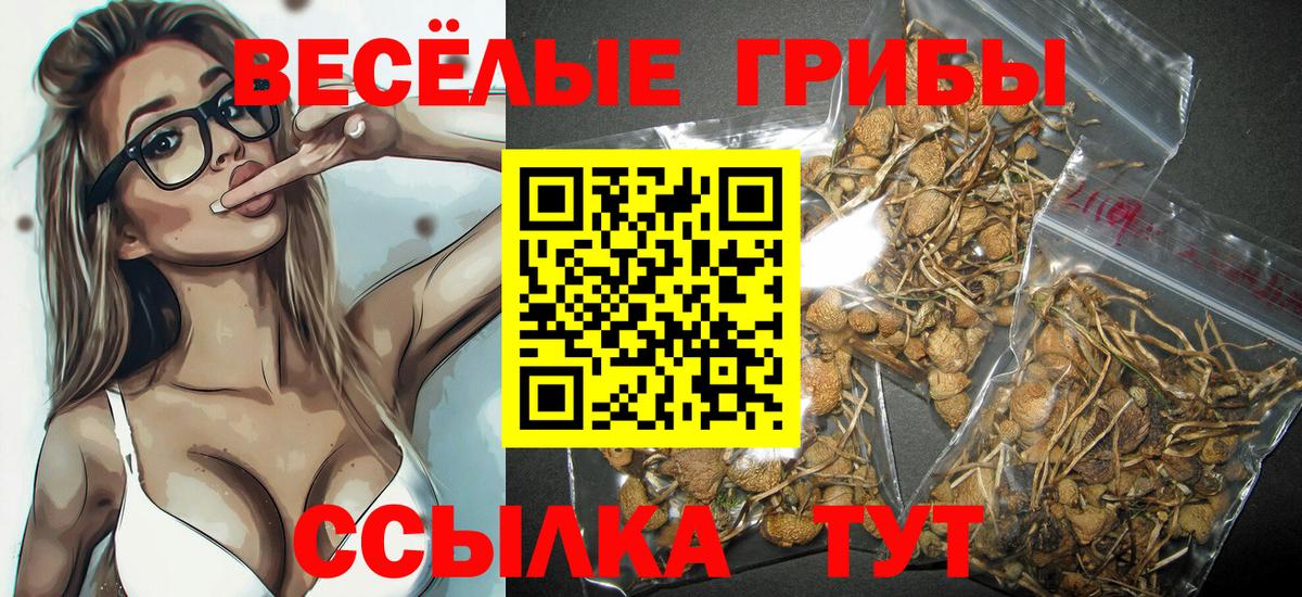 Галлюциногенные грибы Psilocybine cubensis Балтийск